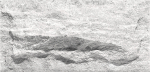 Гибкая керамика Phomi Crossard Mushroom Stone Cloud White 800x400х3 мм